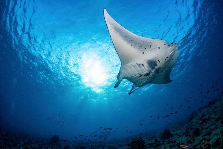 The Manta Ray UUV resembling an actual Manta Ray